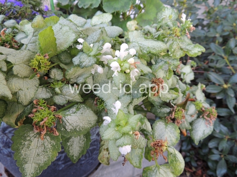 deadnettle, spotted